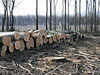 Bővebben: 3000 hektár erdőt irtottak ki Hargita megyében