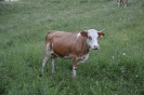 A gyimesi szoros