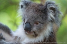 koala2