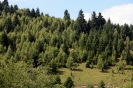 Csinód 2011