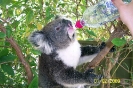 Koala képek a victoriai tûzek után