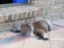 Koala képek a victoriai tûzek után