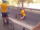 Koala képek a victoriai tûzek után