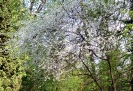 Piski park