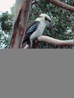 Bővebben: Kookaburra madár
