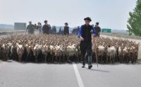 Bővebben: Április 24 : Szent György napja - Az állatok első kihajtásának napja
