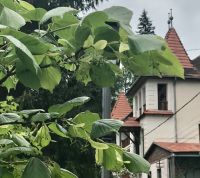 Bővebben: Ferenc Pápa szépen növekedő fája