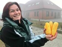 Bővebben: Beérett a kukorica Csíkszentsimonban