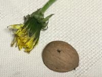 Bővebben: A pitypangvirág esete a fél dióhéjjal