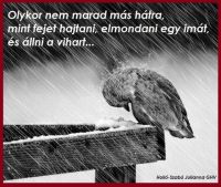 Bővebben: Ne add fel! 