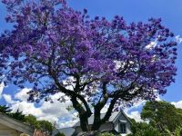 Bővebben: Gyönyörű tavasz van Ausztráliában