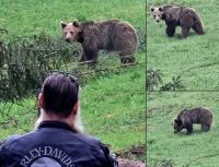 Bővebben: Bácsin tetőn egy medve pásztor..