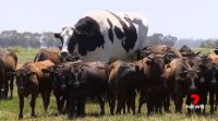 Bővebben: Akkorára nőtt Ausztrália legnagyobb marhája, hogy nem is lehet levágni