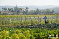 Bővebben: Kertész leszek, fát nevelek…