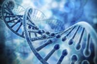Bővebben: DNS Genetika Sejtbiológia Működése