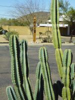 Bővebben: Kaktusz Kopjafával