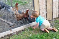 Bővebben: Egy kislány ismerkedik a csirkékkel