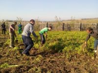 Bővebben: Fehér répa betakarítása Csíksomlyón