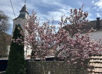 Bővebben: Tavasz van! Gyönyörű!