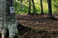 Bővebben: TRANZITUS
