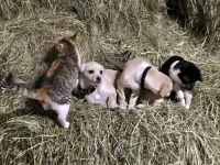 Bővebben: Békés hangulat