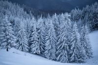 Bővebben: Advent tizenharmadik napja: Erős elhatározás!