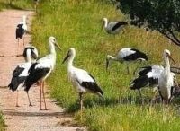 Bővebben: Aranyosi Ervin: Gólyabúcsú