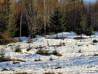 Bővebben: Csíkban már olvad a hó!!