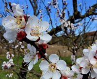 Bővebben: 2026. április 28. - Tranzitus - hallgatnak szavamra és követnek engem