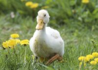 Bővebben: A rút kiskacsa