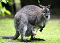 Bővebben: Ausztráliában láttam-e Kengurut!?