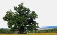 Bővebben: Csendesedjünk és mélyüljünk el