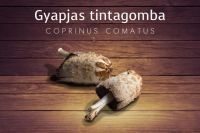 Bővebben: GYAPJAS TINTAGOMBA
