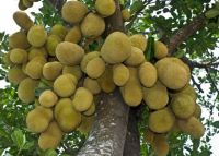 Bővebben: 42 kilós a világ legnagyobb fán termő gyümölcse