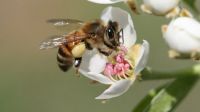 Bővebben: Ők az élet nektárjai: ma van a méhek világnapja