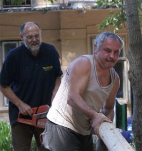 Sipos László (balra) és Hári Antal fát ''nyű'' 