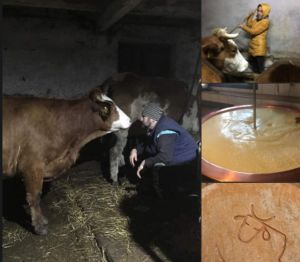 b_300_300_16777215_00_images_stories_Igaz_Pedagogia_tehenfarm22.jpg