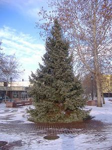 b_300_300_16777215_00_images_stories_Igaz_Tarsadalom_250px-christmas_tree.jpg