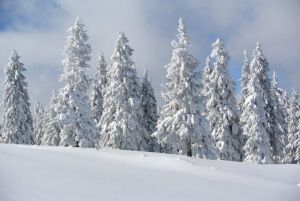 b_300_300_16777215_00_images_stories_Roviden_fenytel.jpg