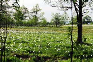 b_300_300_16777215_00_images_stories_Roviden_narcisz.jpg