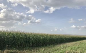 b_300_300_16777215_00_images_stories_Szep_Termeszet_IMG_0763.jpg