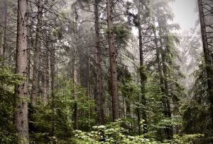 b_300_300_16777215_00_images_stories_Szep_Termeszet_IMG_1077.jpg