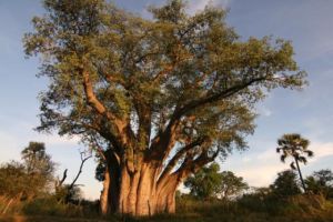 b_300_300_16777215_00_images_stories_Szep_Termeszet_Matuzsalem-baobab.jpg