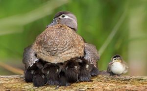 b_300_300_16777215_00_images_stories_Szep_Termeszet_cute-bird-parents-34__700.jpg