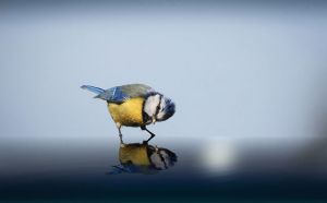 b_300_300_16777215_00_images_stories_Szep_Termeszet_sony_foto_2014.jpg